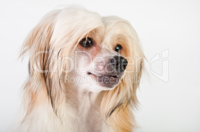 Groomed Chinese Crested Dog