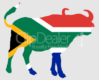 Südafrika Büffel Südafrika Büffel