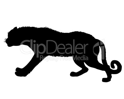 Silhouette Leopard