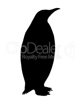 Pinguin Silhouette