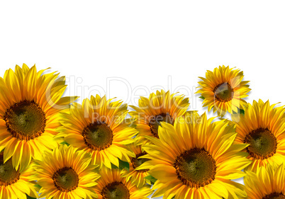 Sonnenblumen, freigestellt (sunflowers, isolated)