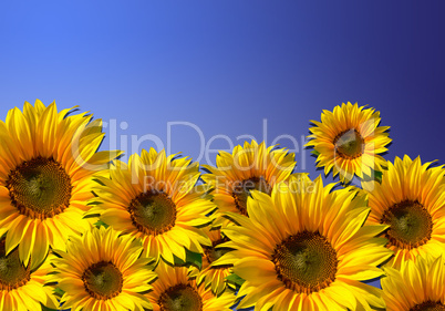Feld mit Sonnenblumen, blauer Himmel (sunflowers)