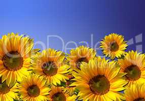 Feld mit Sonnenblumen, blauer Himmel (sunflowers)