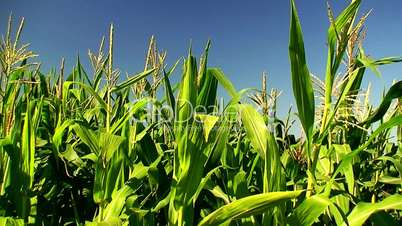 Corn field in the mid day sun