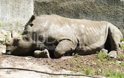 White rhinoceros pensive