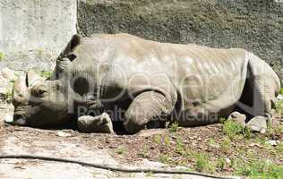 White rhinoceros pensive