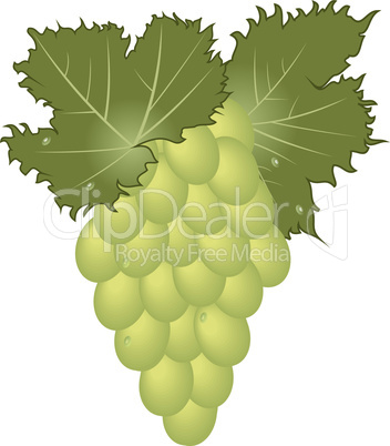 clous-up green grape isolated