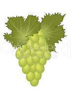 clous-up green grape isolated