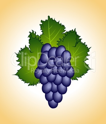 clous-up purple grape isolated
