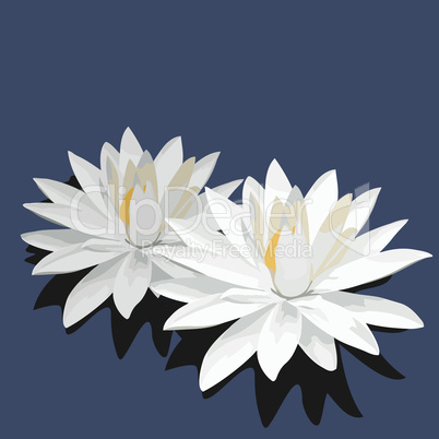 Lotus is isolated on blue background