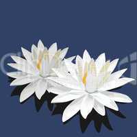 Lotus is isolated on blue background