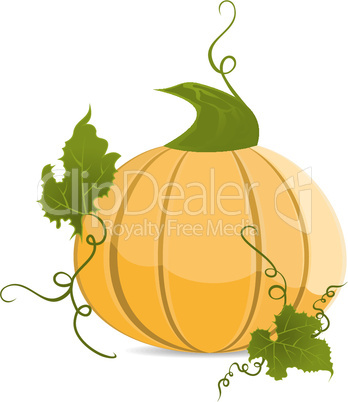 Ripe orange pumpkin