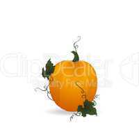 Ripe orange pumpkin