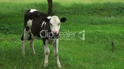 Black & White calf