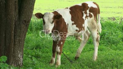 Calf