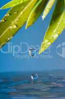 Water drop