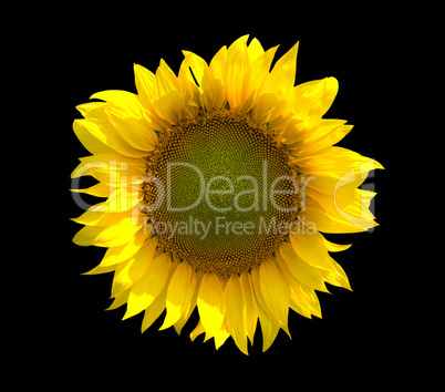 Sunflower isolated on black background