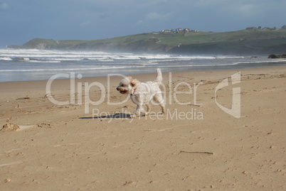 Weisser Hund am Strand