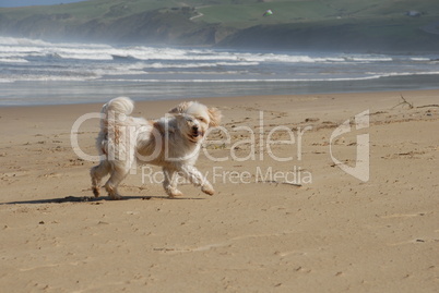 Weisser Hund am Strand