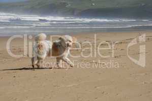 Weisser Hund am Strand