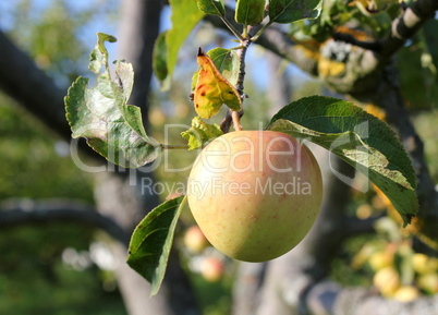 Apple on a branch