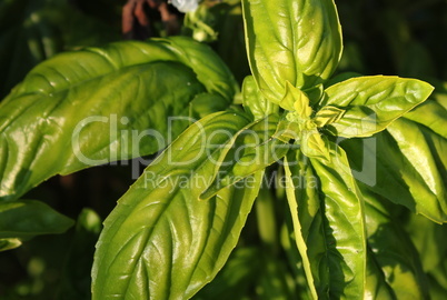 Basilic leaves