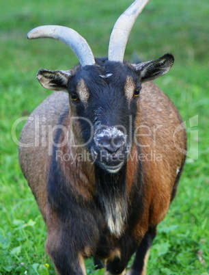 Portrait of a goat