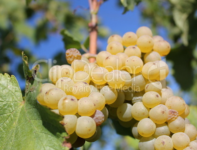 Sunny green grape