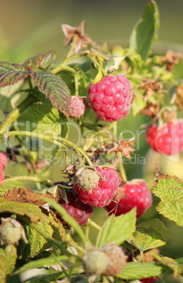 Raspberries