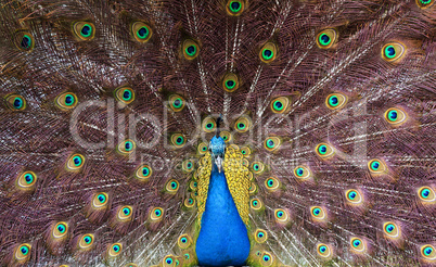 Colourful peacock