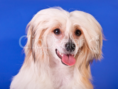 Chinese Crested Dog