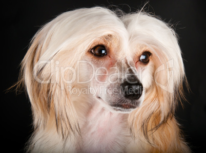 Groomed Chinese Crested Dog