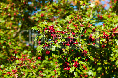 Red berries