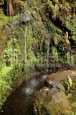 Levada de Furado, Madeira