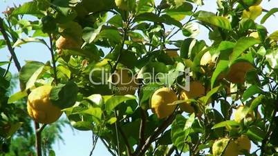 Lemon tree detail