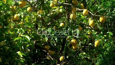 Lemon tree medium shot