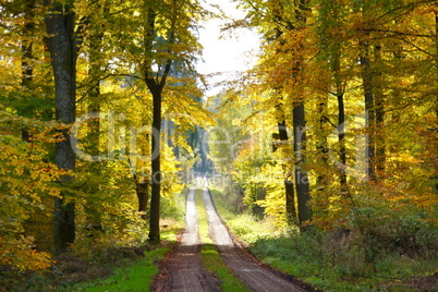 Herbstwald