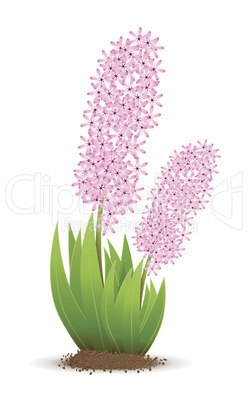 hyacinth