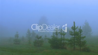 timelapse dispersing fog in summer morning forest