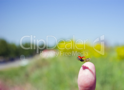 taking off the finger of Ladybird