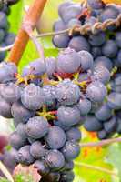 Weintraube rot - grape red 26