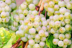 Weintraube weiss - grape white 08