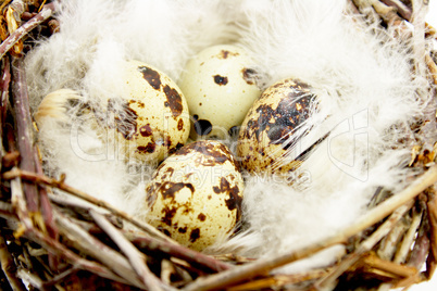 Quail eggs in nest