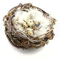 Quail eggs in nest