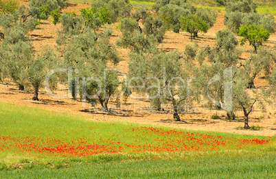 Olivenbaum - olive tree 56