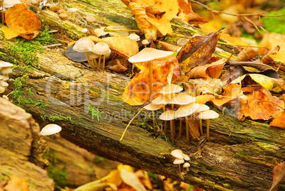 Rosablaettriger Helmling - Mycena galericulata 01