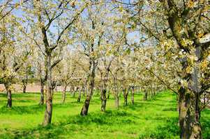 Kirschplantage - Cherry orchard 01