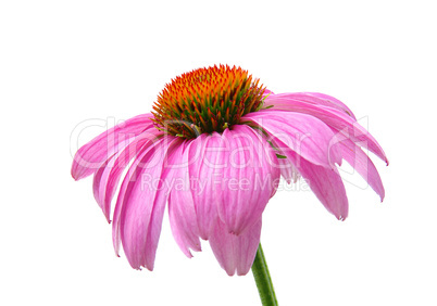 Sonnenhut Purpur - Purple Coneflower 47