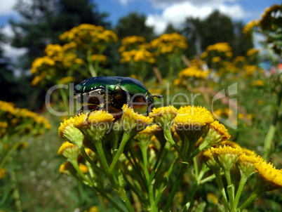 Beetle on yellow flowers
