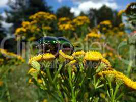 Beetle on yellow flowers